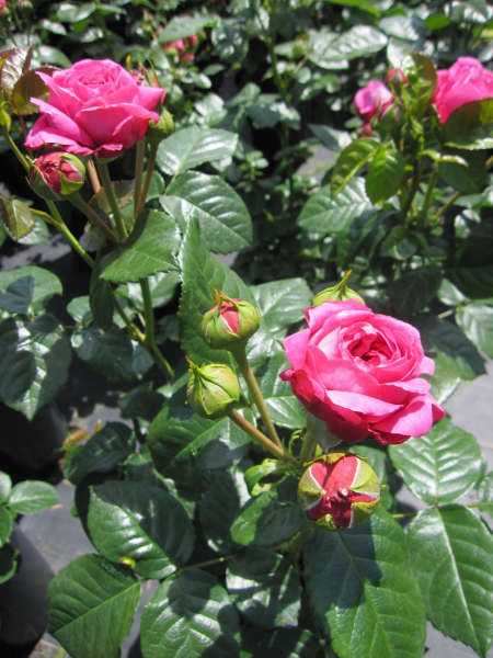Edelrose Anuschka 2